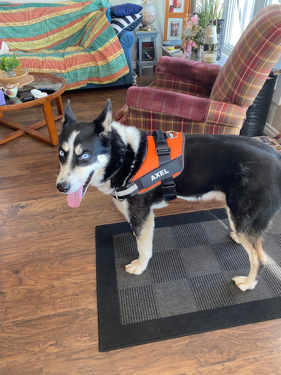 Customer photo review of Dogshood ™ No Pull Harness