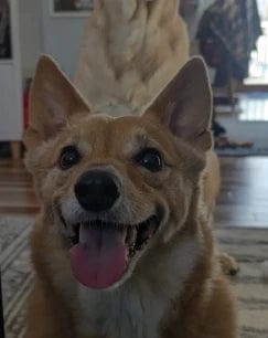Customer photo review of Pawbooster | Spine & Disc Powder