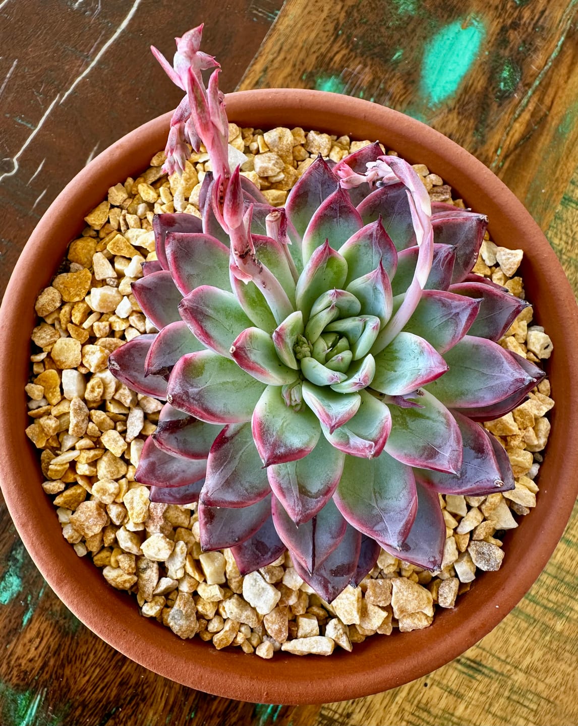 Customer photo review of Echeveria Rosita - Korean Form (Lg)