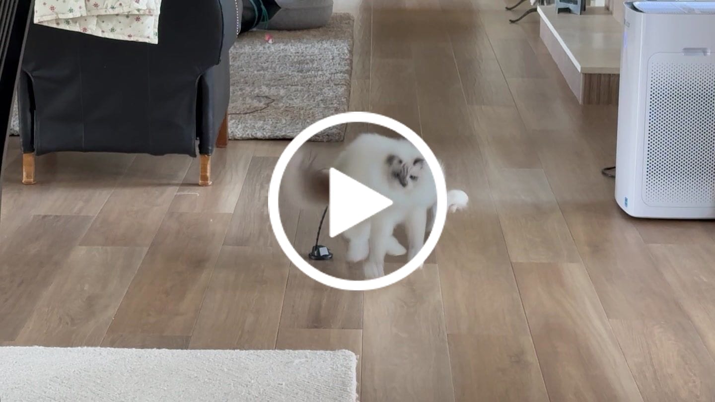 Customer video review of Interactive Bird Simulation Cat Toy Set