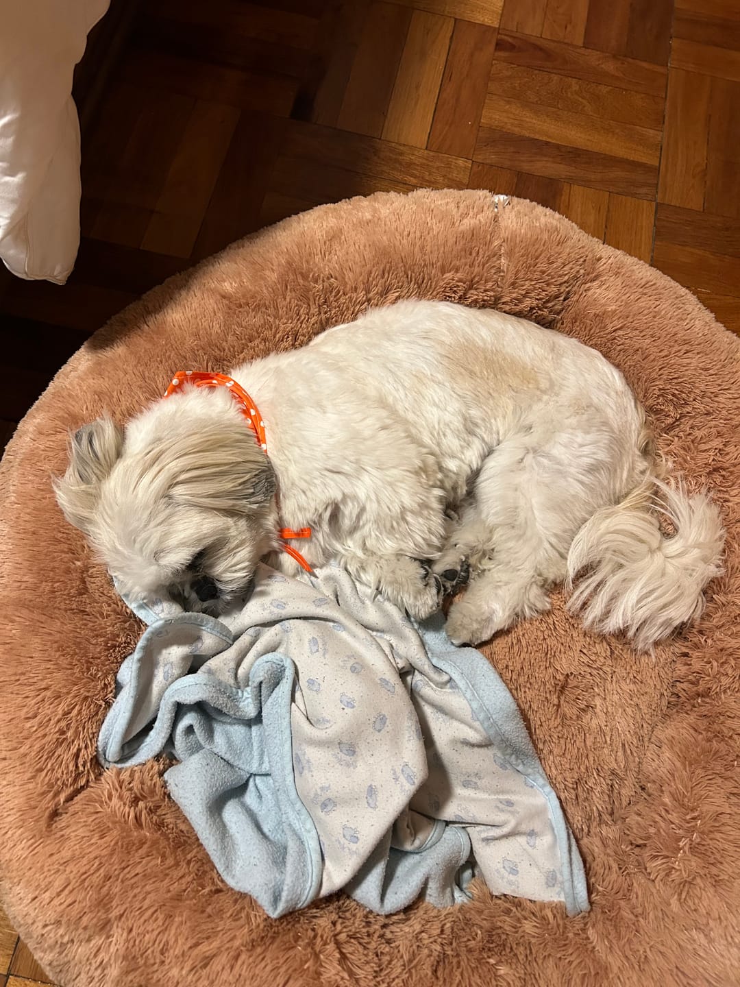 Customer photo review of Funda Original para Cama Antiestrés para Perros