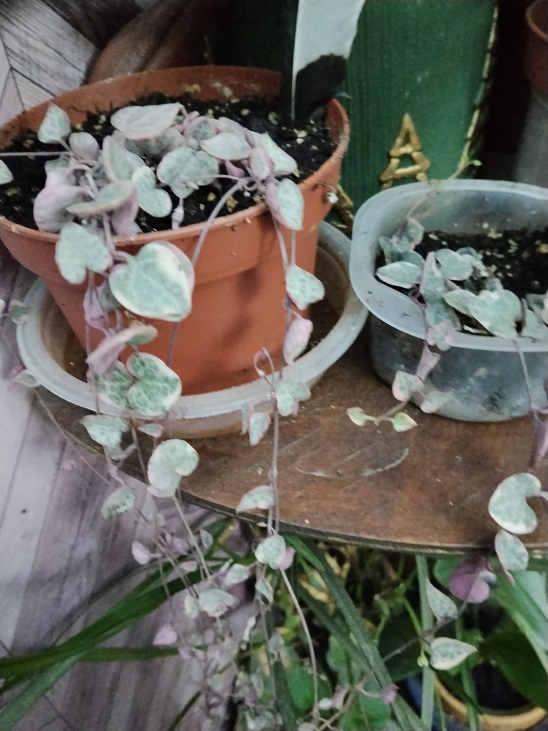 Customer photo review of Ceropegia linearis subsp. woodii 'variegata'