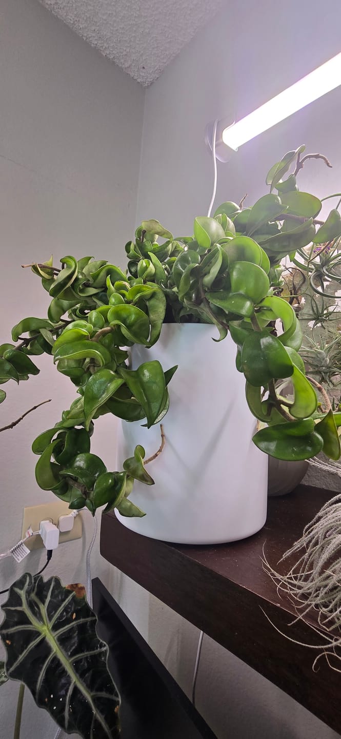 Customer photo review of Self-Watering Planter