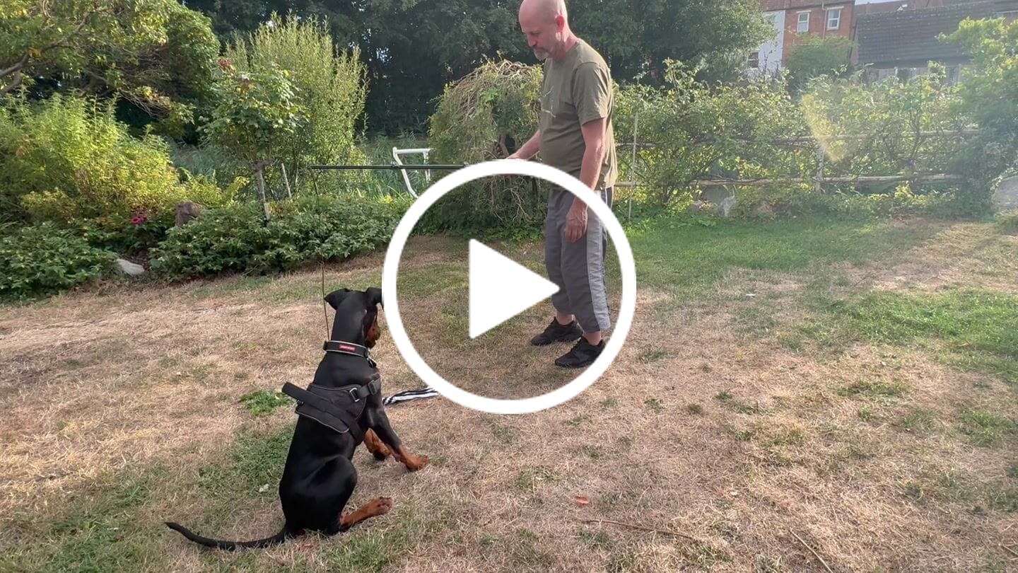 Customer video review of Pupco Extendable Flirt Pole - Extra Strong Dog Training Toy