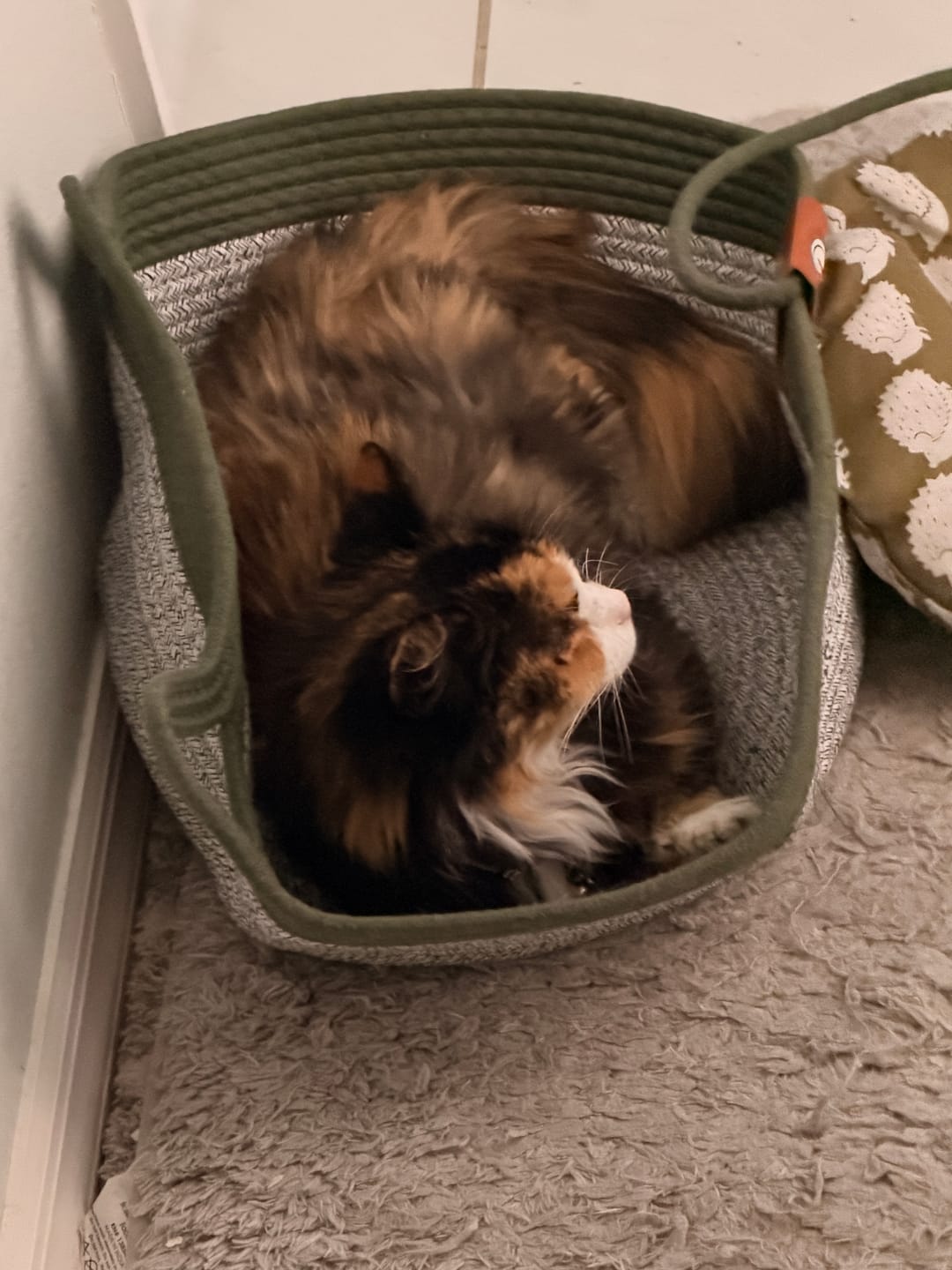 Customer photo review of Instinct Basket | Meet the first research-backed natural territory for indoor cats