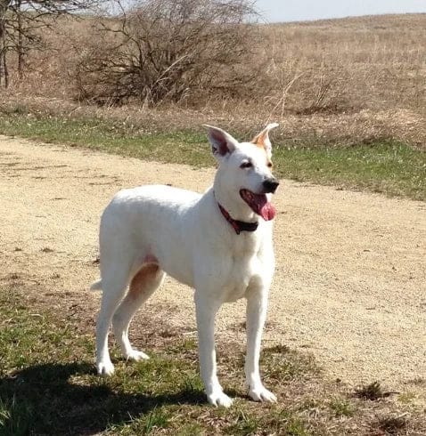 Customer photo review of Pawbooster | Spine & Disc Powder