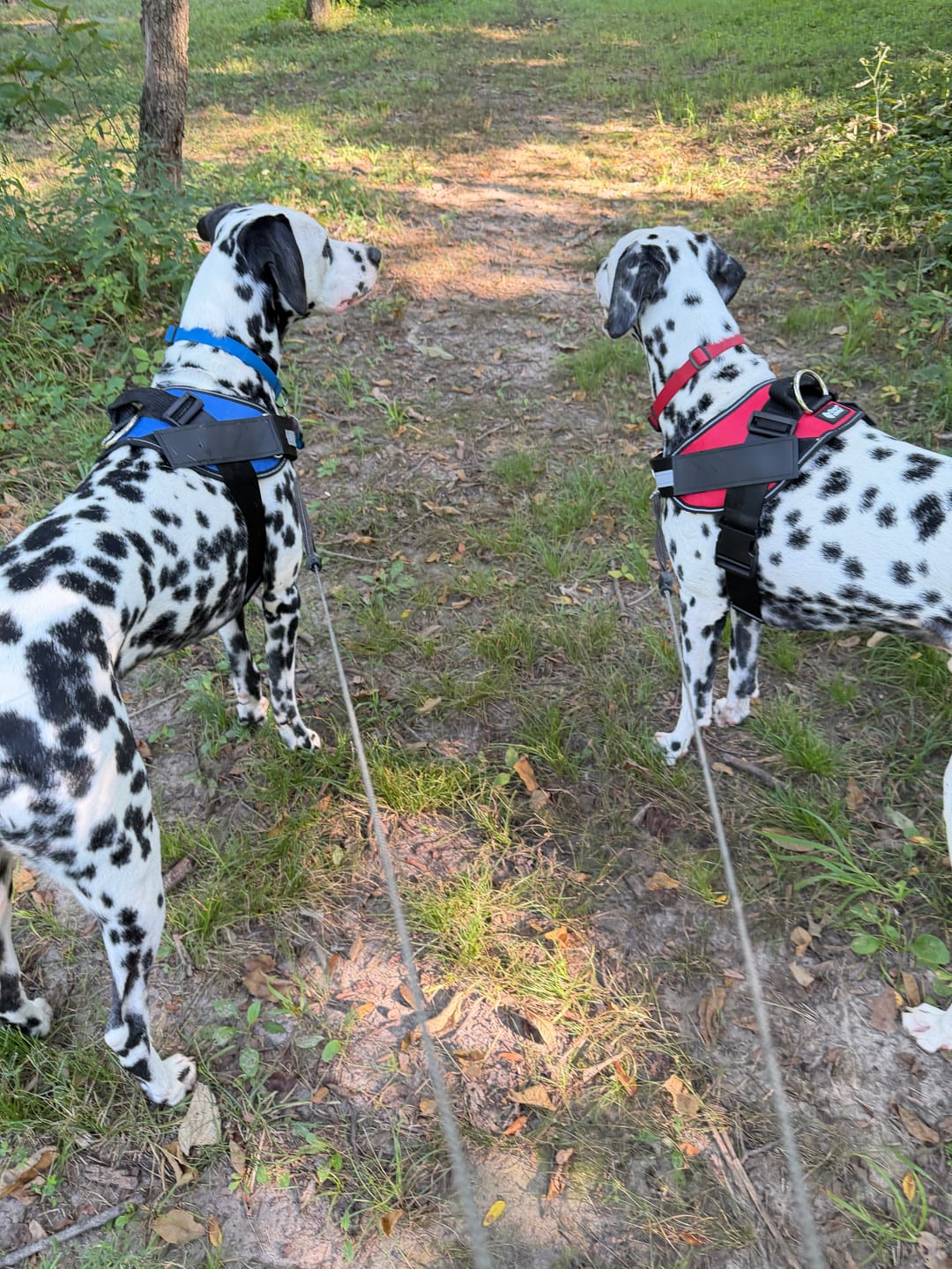 Customer photo review of Dogshood ™ No Pull Harness