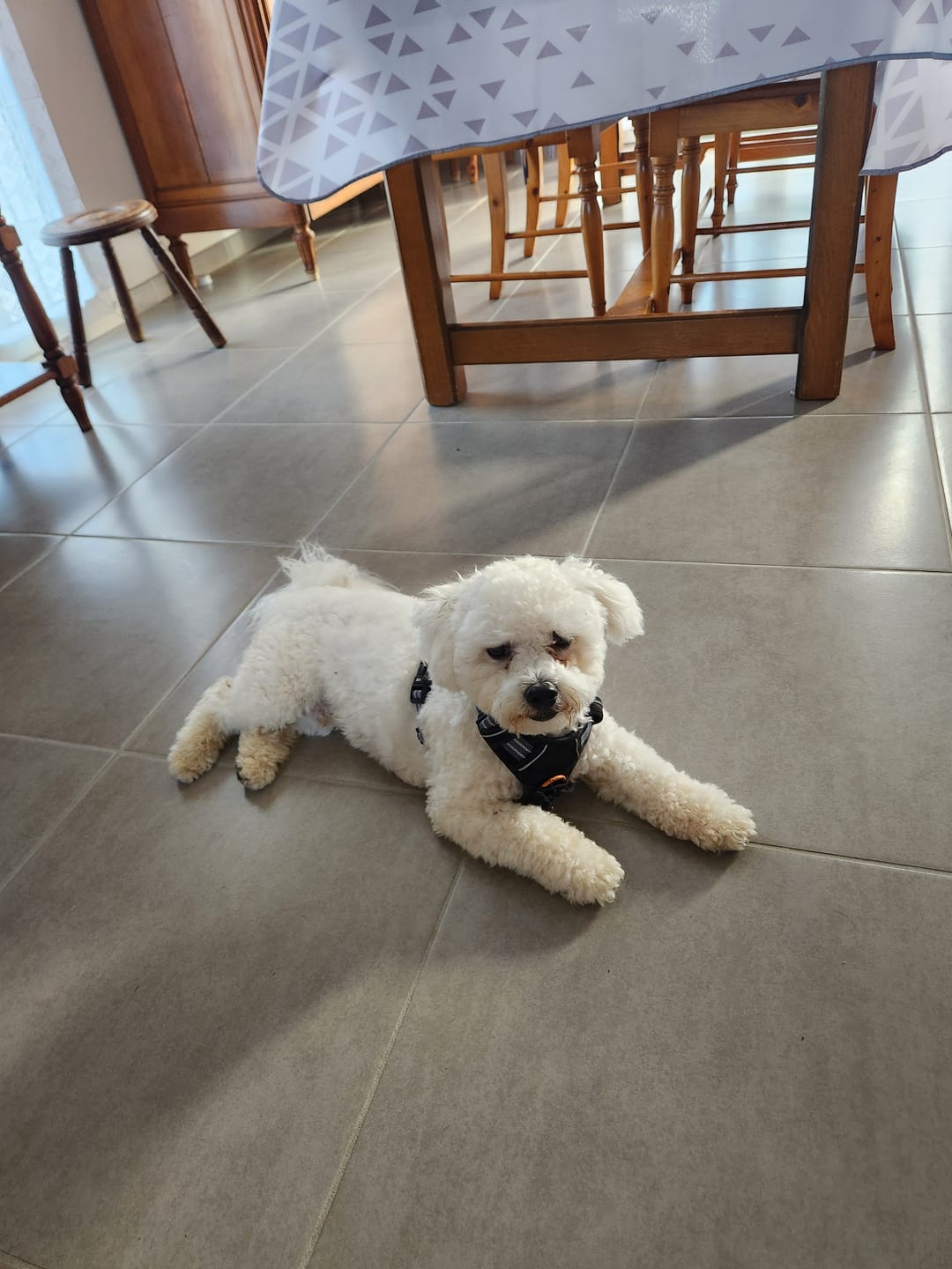 Customer photo review of Croquettes Poulet & Petit Pois - Chiot