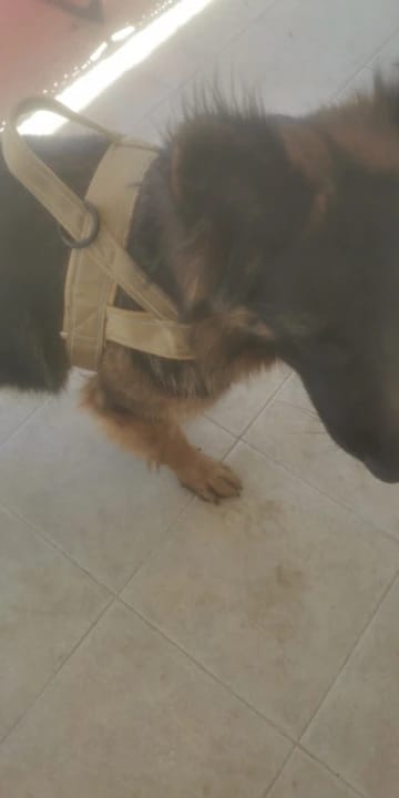 Customer photo review of Harnais anti-traction pour chien - KANINE