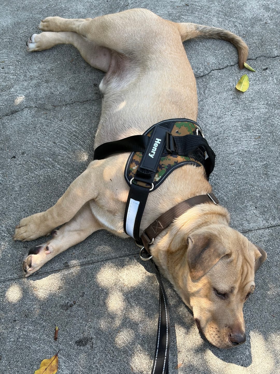 Customer photo review of Personalized Dog Harness