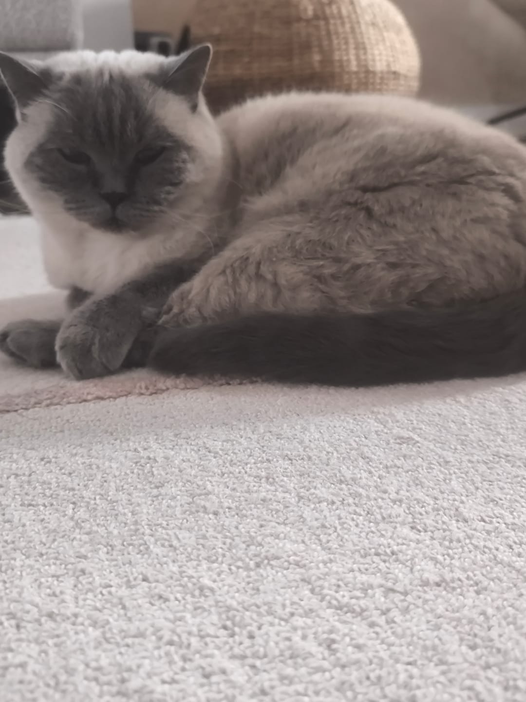 Customer photo review of Katzenklo Schaufel