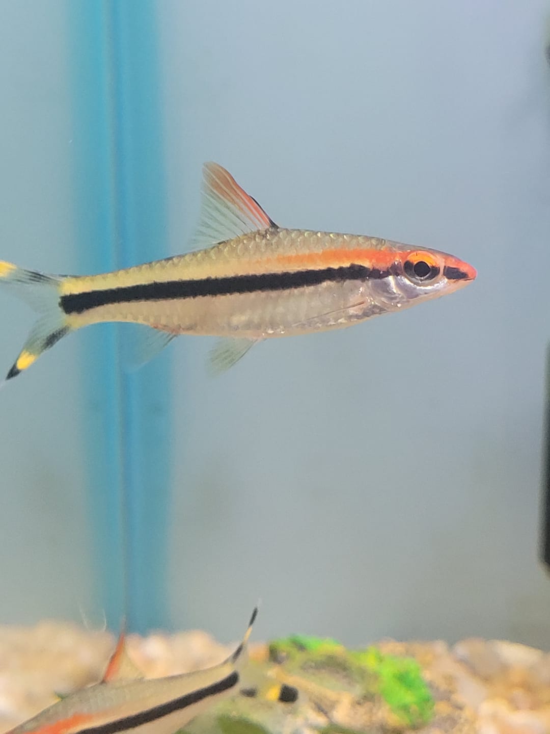 Customer photo review of Roseline Shark / Denison Barb (Sahyadria denisonii)