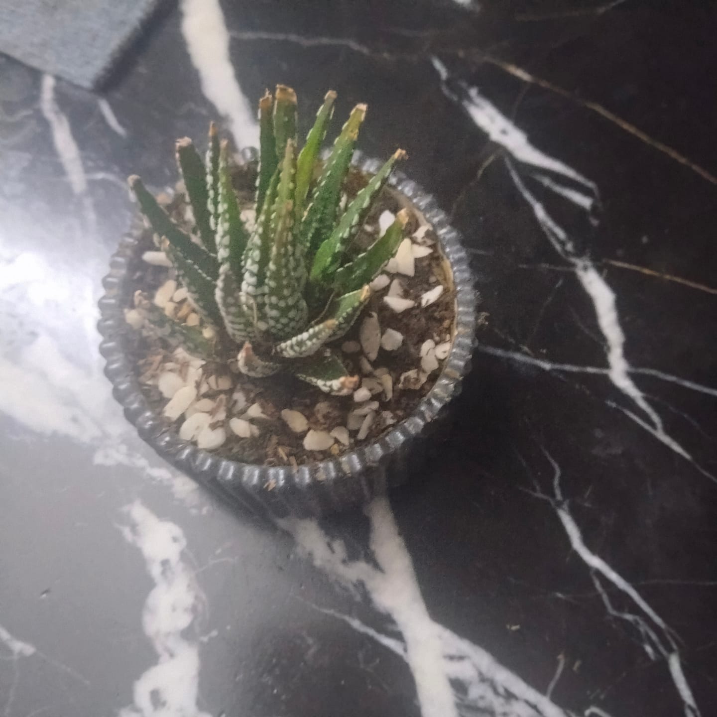 Customer photo review of Haworthia Zebra in ribbed pot