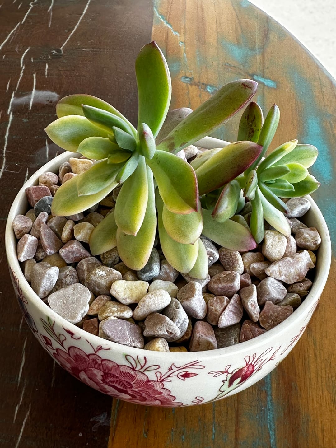 Customer photo review of Echeveria Mini Bell Albo Variegata