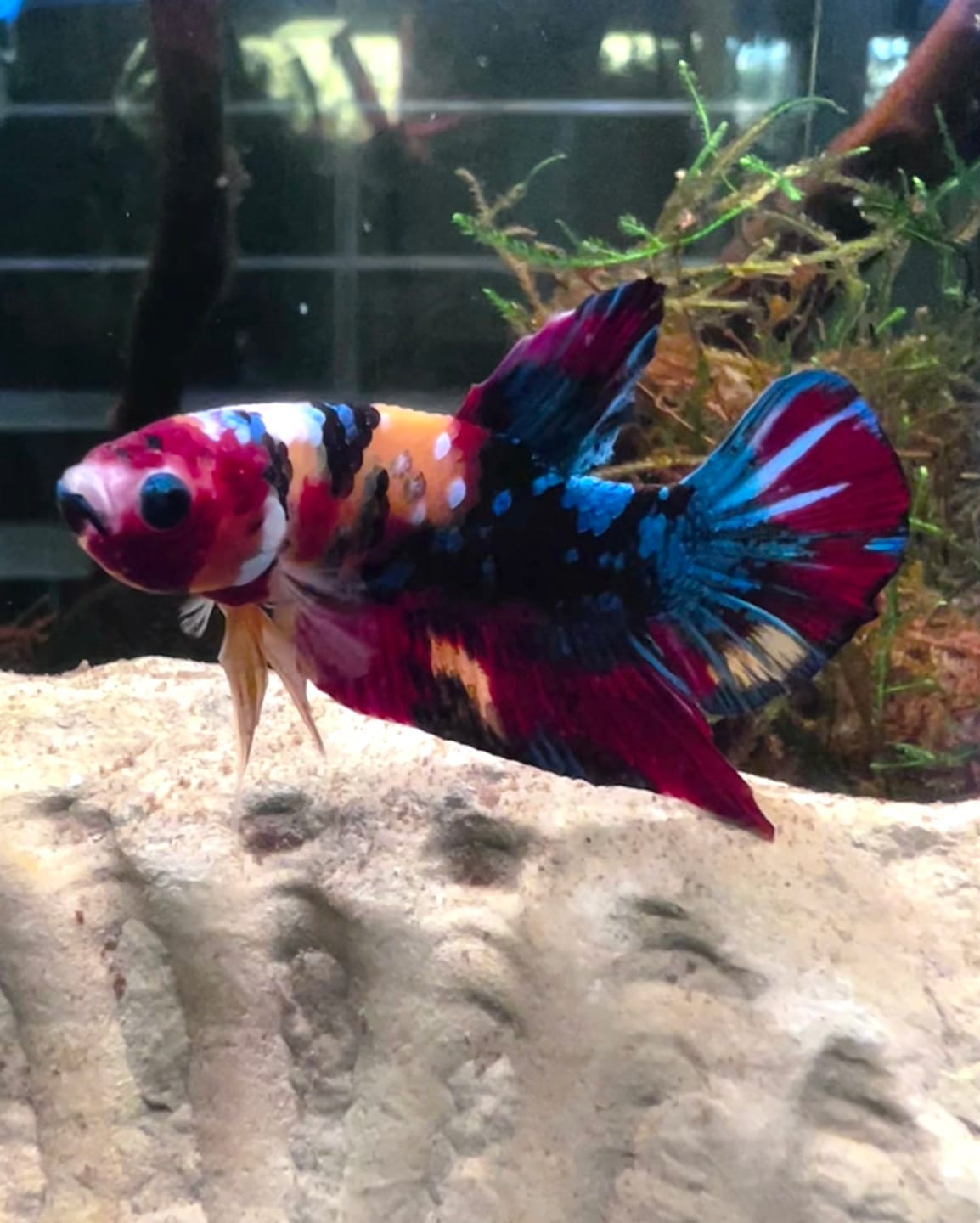 Customer photo review of Multicolor Plakat Male Betta Fish |Show Grade|  You Pick Fish