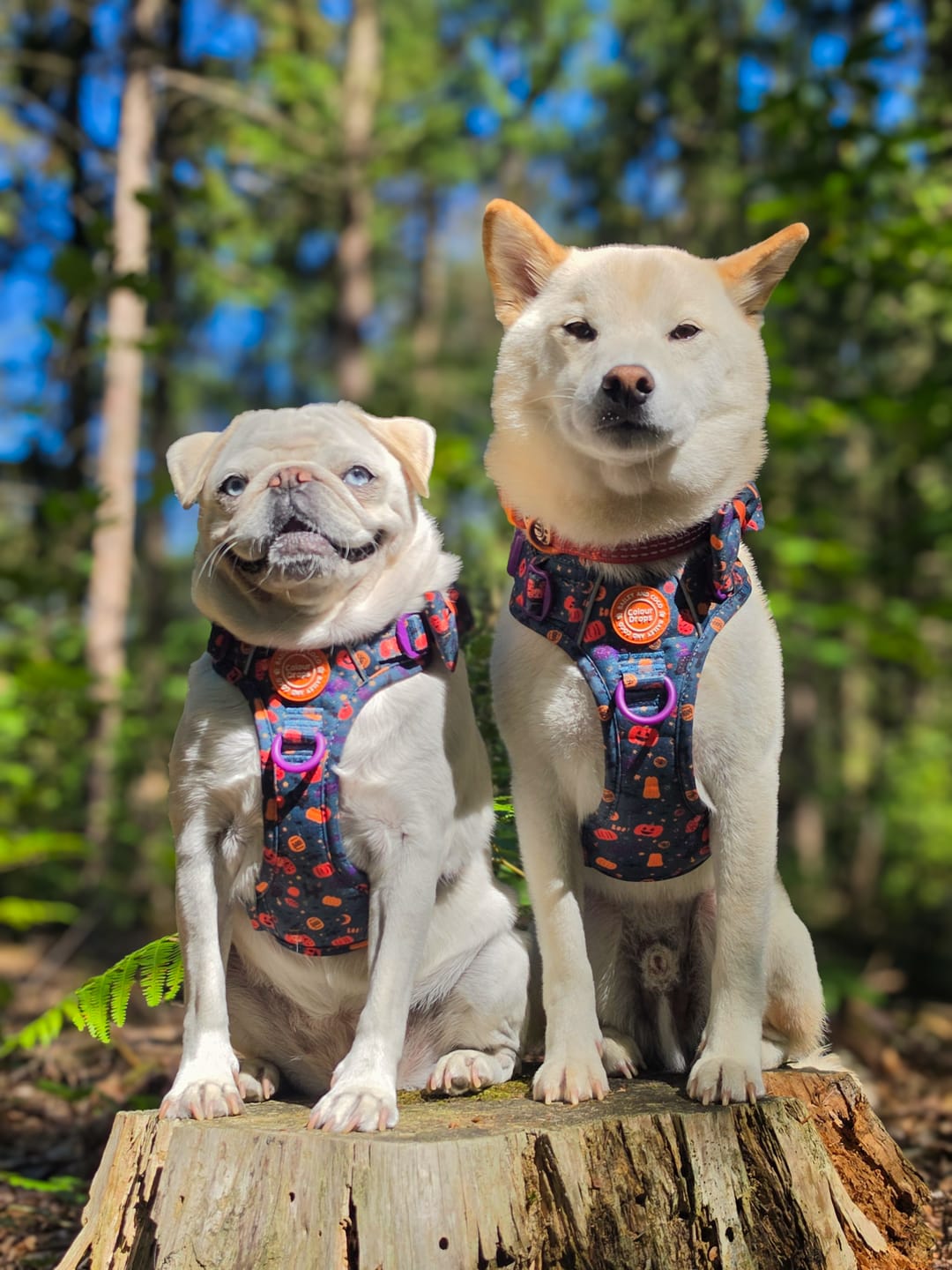 Customer photo review of Trail & Glow Dog Harness - Colour Drops - Spellbound Autumn