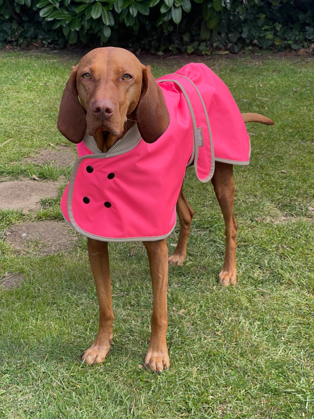 Customer photo review of THE GLOW RAINCOAT regular-fit – Wasserdichter Hundemantel in Neonpink