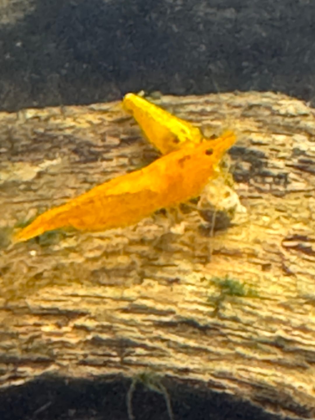 Customer photo review of Fire Red Cherry Shrimp (Bright Red Neocaridina)