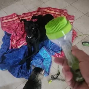Customer photo review of Spazzola 2-in-1 per Bagno e Toelettatura con Dispenser Sapone