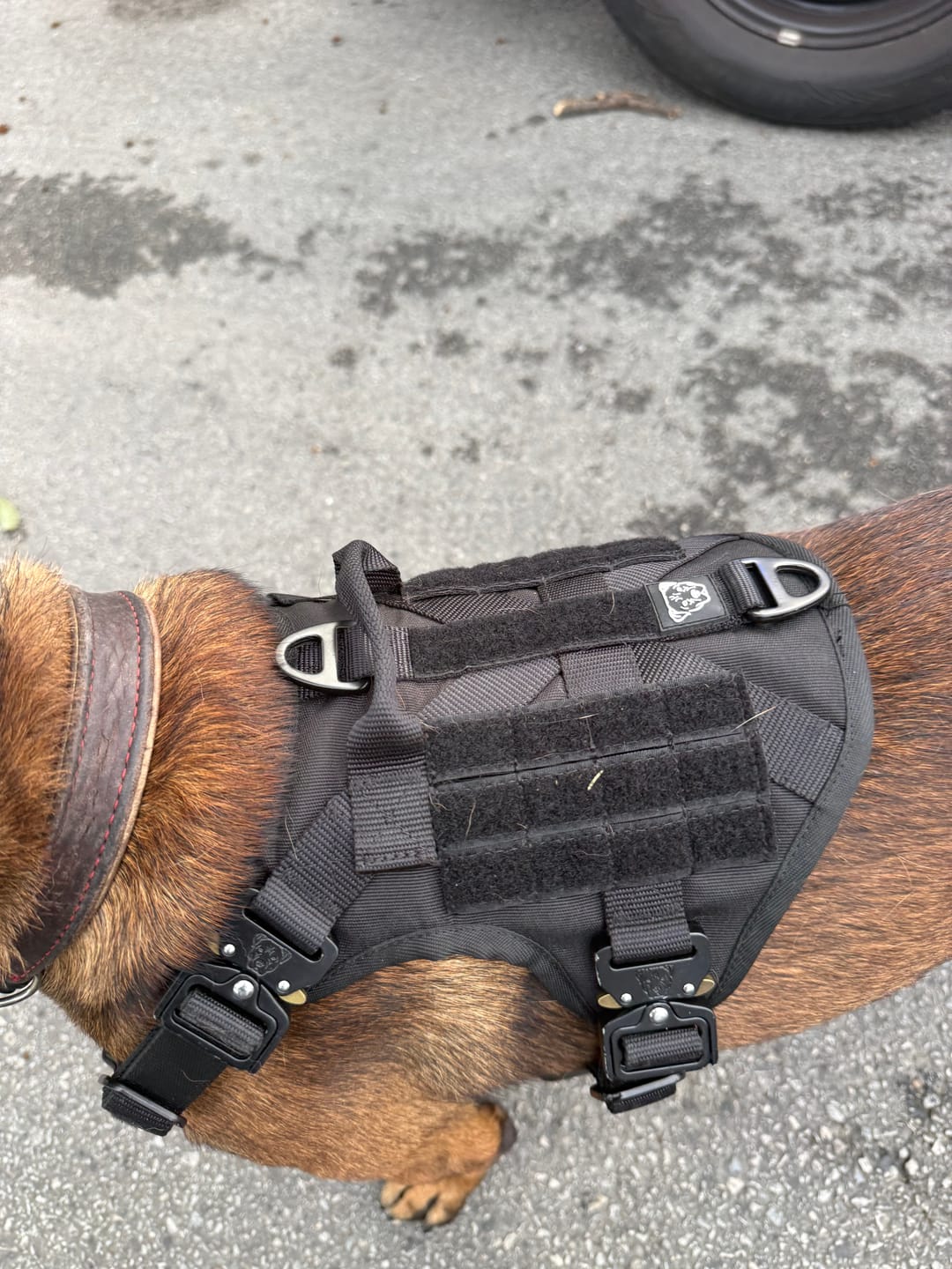Customer photo review of HNTR 3.0 Dog Harness - Blackout