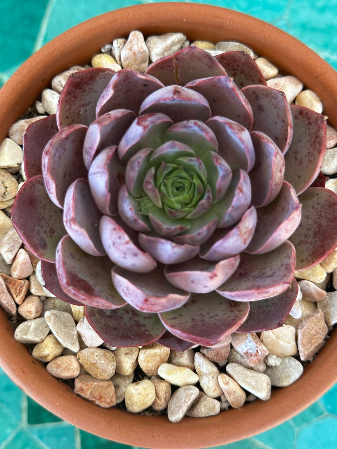 Customer photo review of Echeveria 'Macintosh'