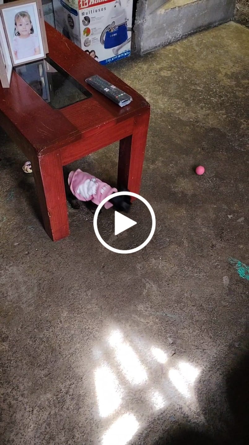 Customer video review of CT1527 1 Pieza De Juguete Pelota Para Mascota