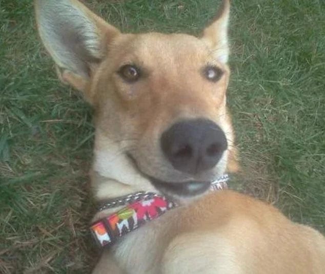 Customer photo review of Pawbooster | Spine & Disc Powder