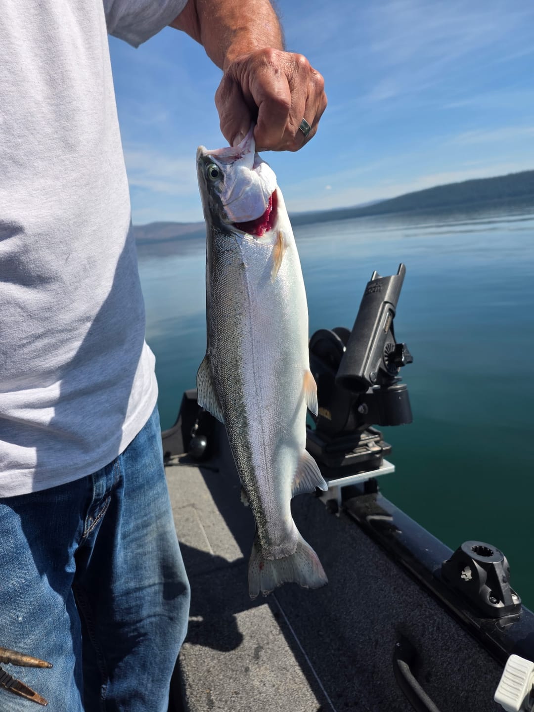 Customer photo review of Trix Minnows 3" - Trout Soft Bait - 5 Pack
