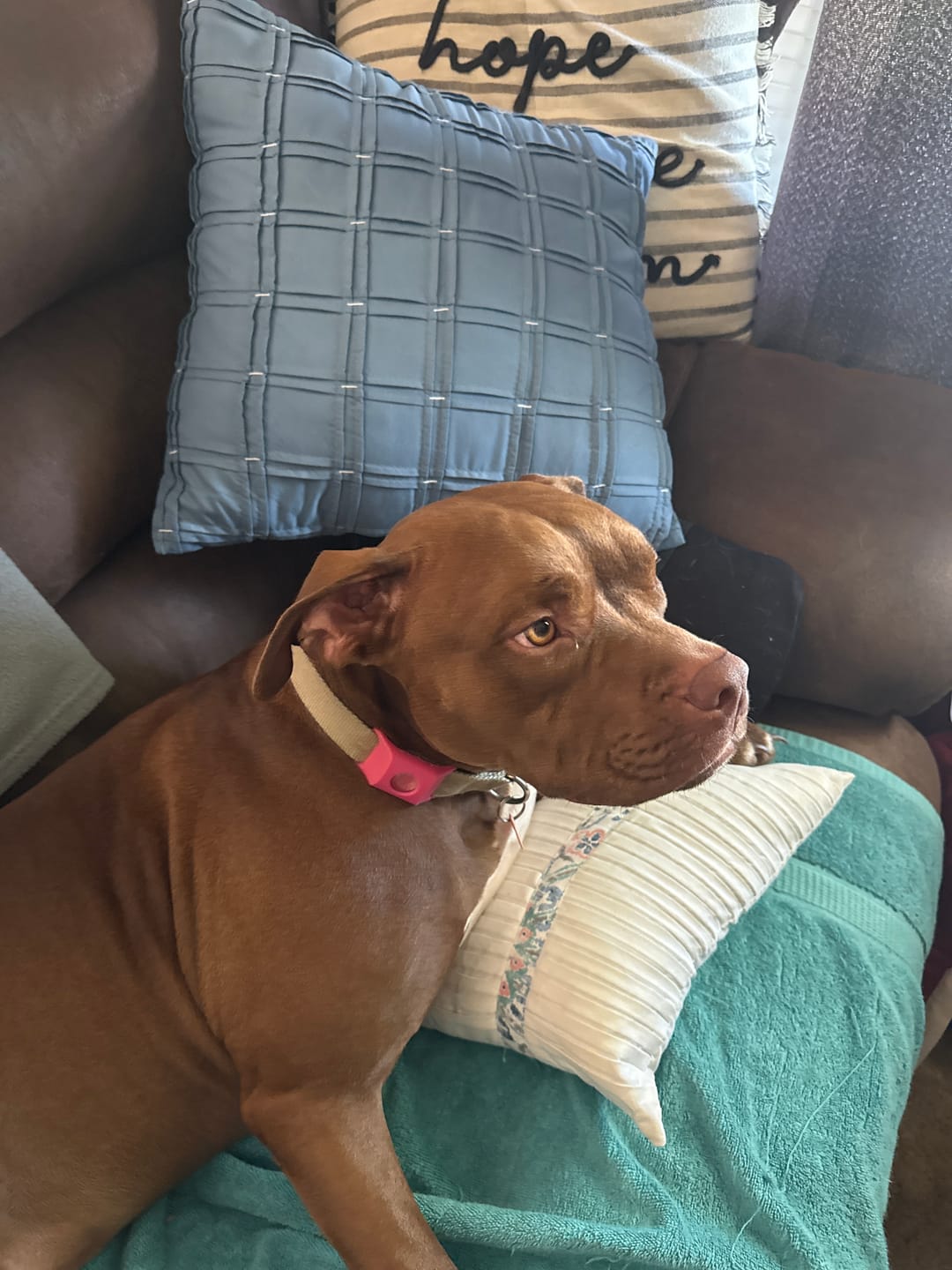 Customer photo review of FurLife™ 12 Months Flea and Tick Free