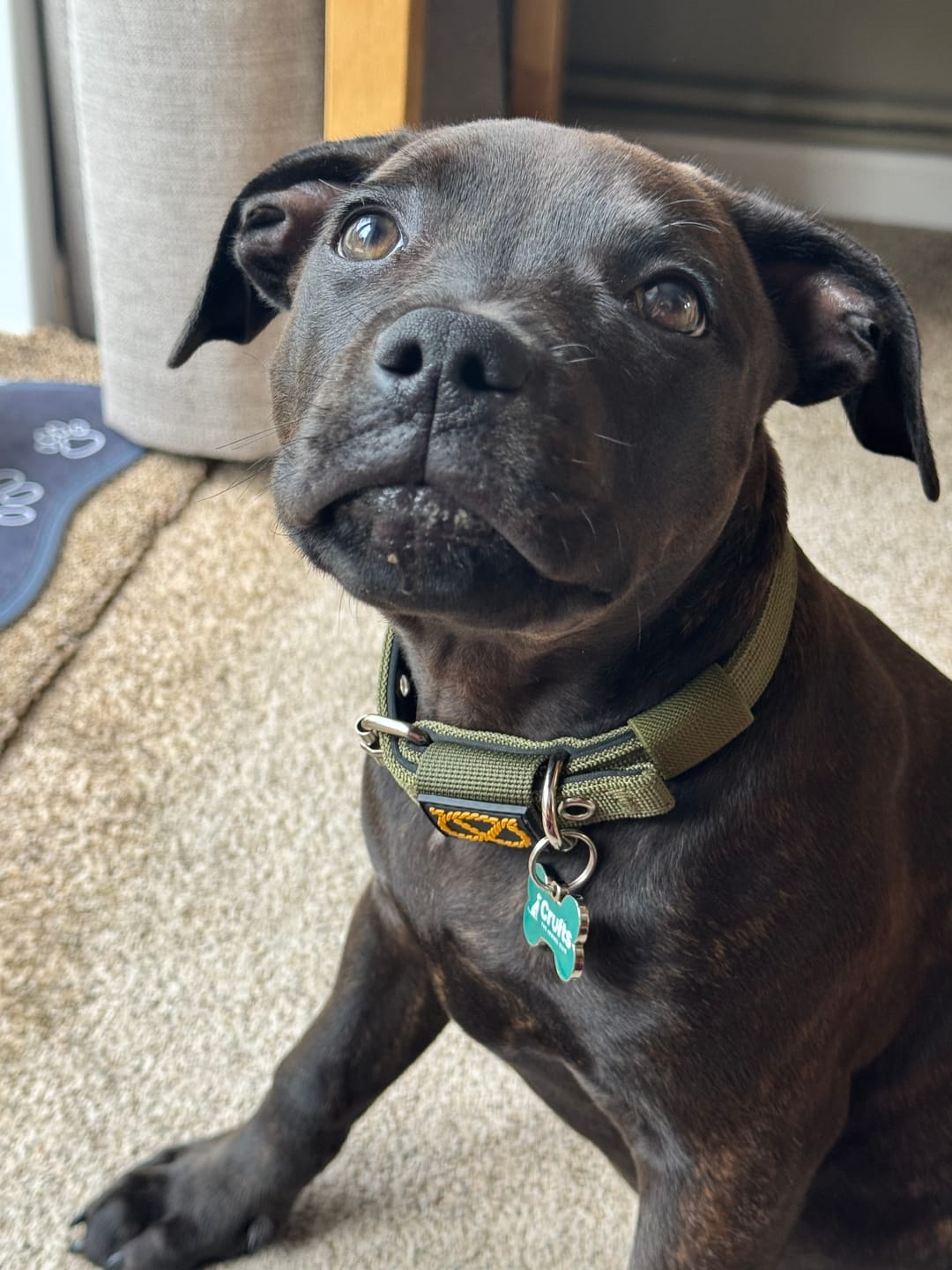 Customer photo review of Staffordshire Bull Terrier 1935® Puppy Collar & Leash Set - Green