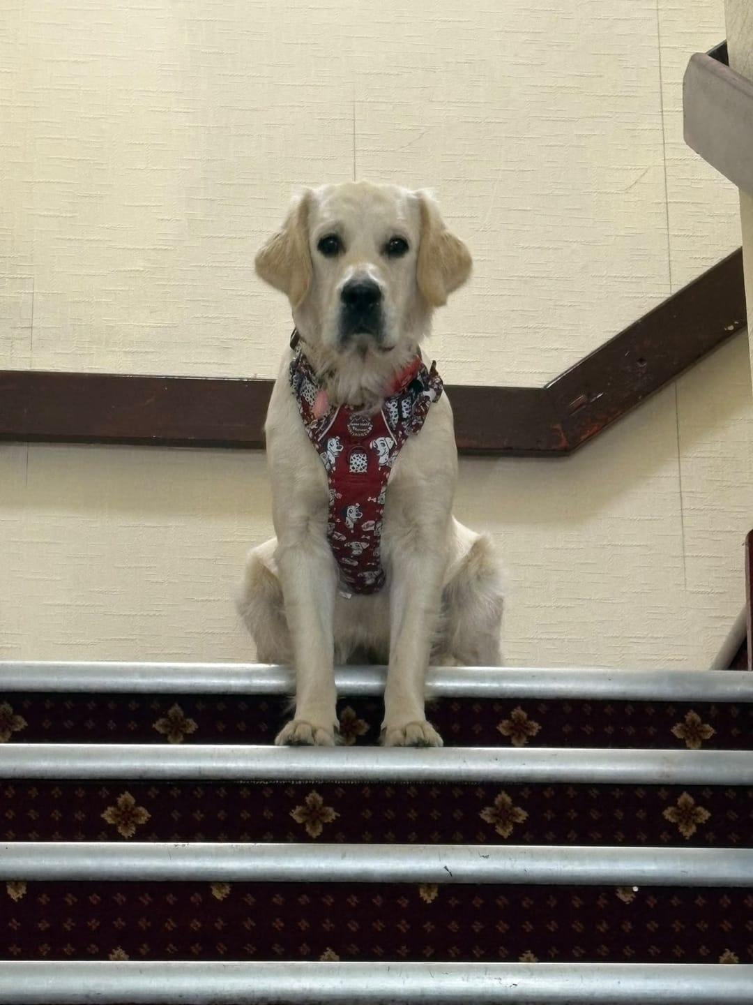 Customer photo review of Disney© Tough Trails™ Harness - 101 Dalmatians