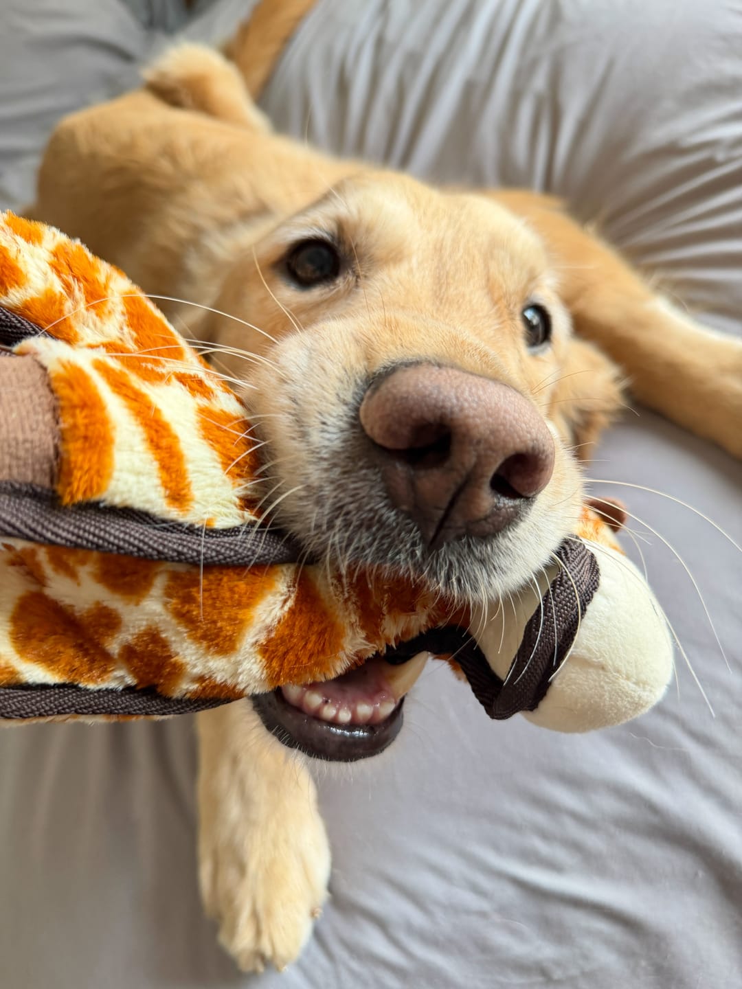 Customer photo review of Tough Plush - Triple Stitch