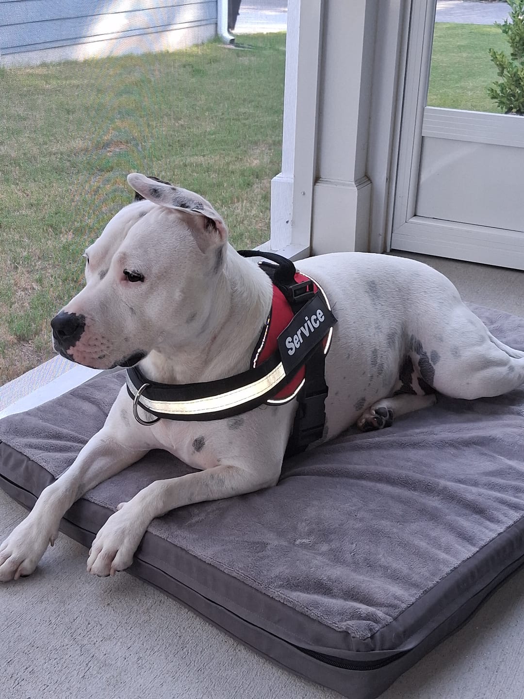 Customer photo review of Dogshood ™ No Pull Harness