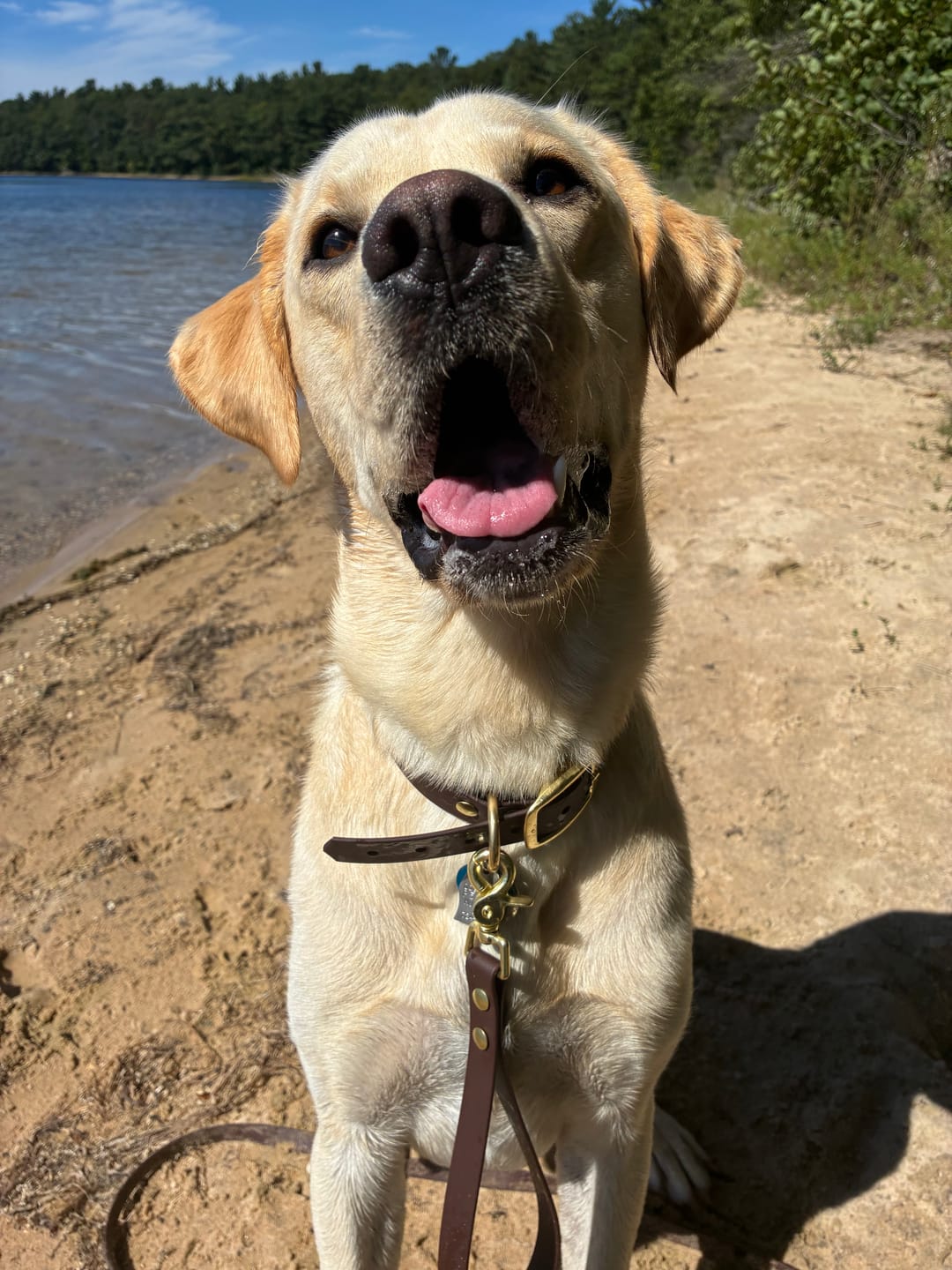 Customer photo review of Waterproof Dog Collar & Multi-Way Leash Set | Built with BioThane®