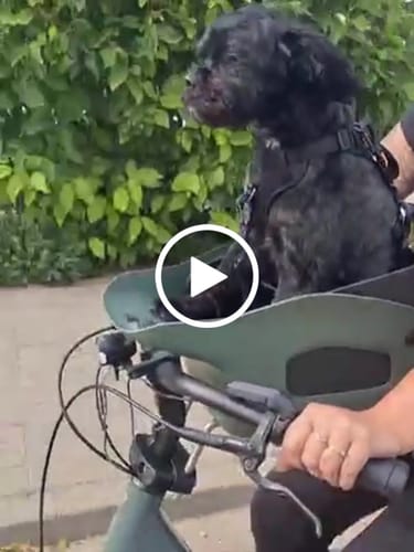 Customer video review of Kvisp Dog Bike Carrier