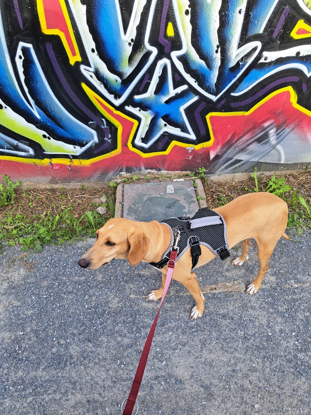 Customer photo review of Dog Pajama Prints