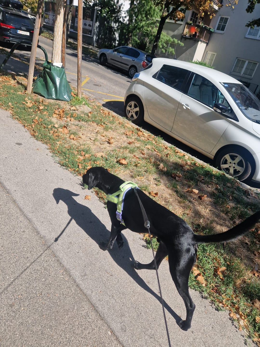 Customer photo review of Grab & Go Harness - Violet Lime