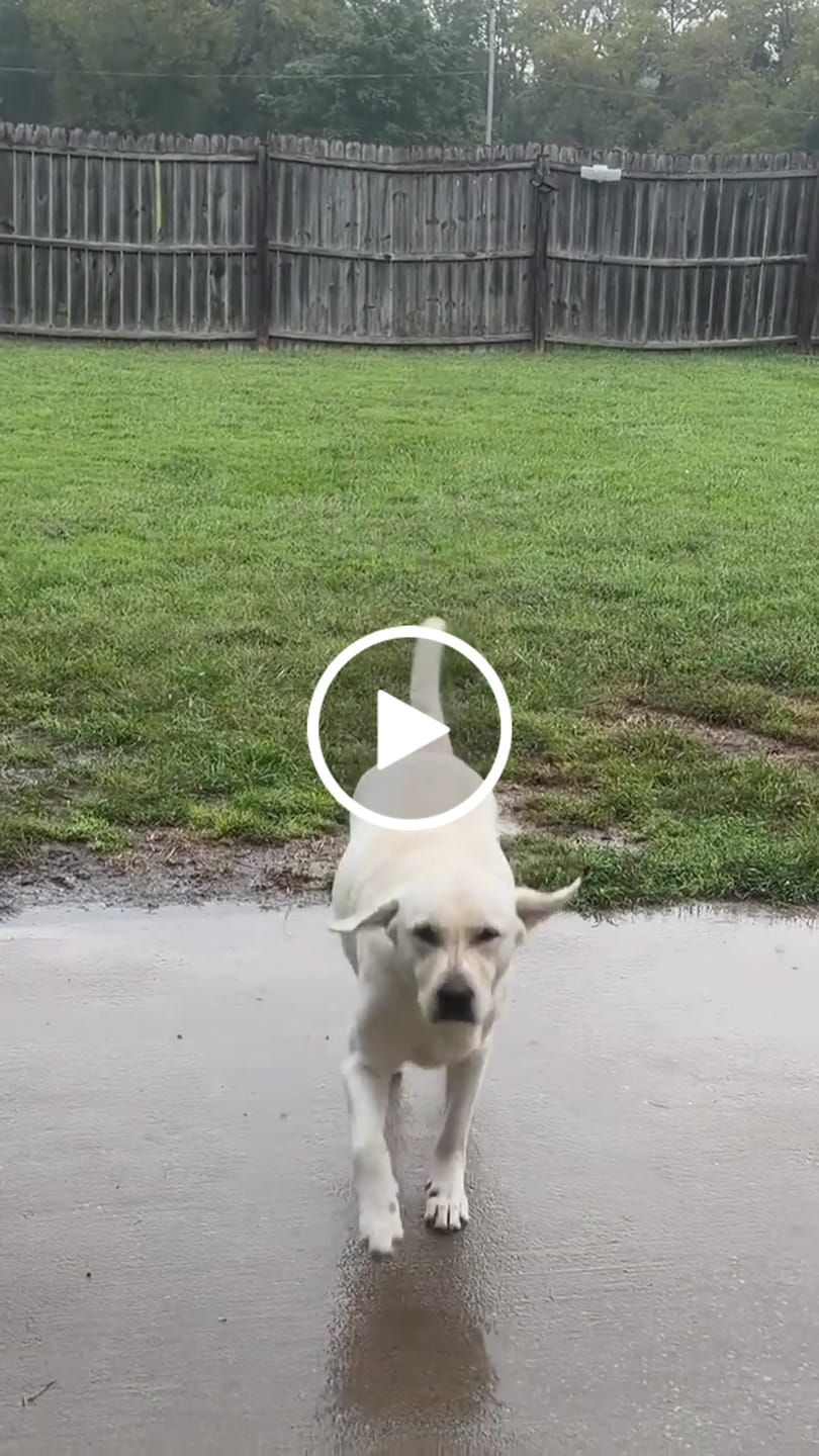 Customer video review of Pet Paw Foaming Cleanser