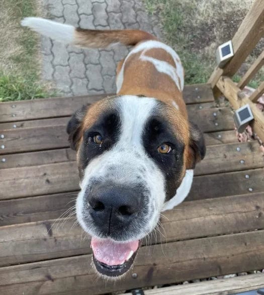 Customer photo review of Pawbooster | Spine & Disc Powder
