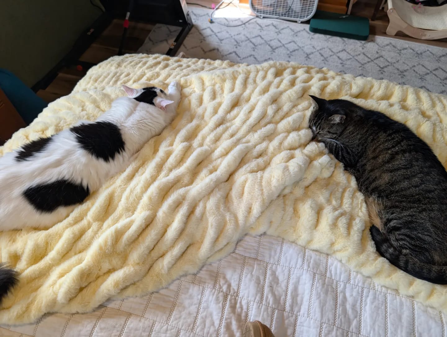 Customer photo review of Dreamer Blanket | Super Soft