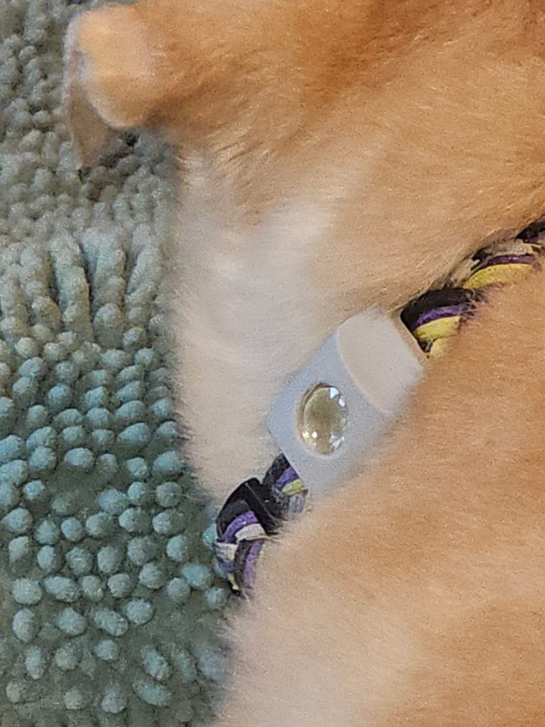 Customer photo review of FurLife™ - 12 Months All Natural Flea and Tick Tags for Dogs