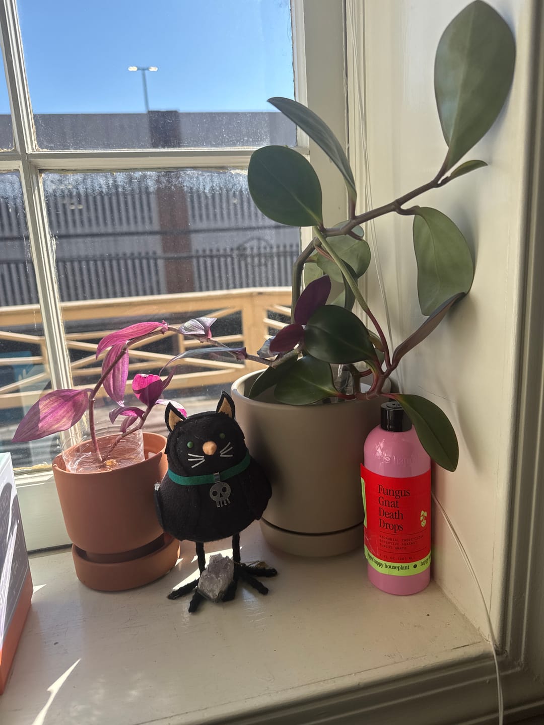 Customer photo review of Fungus Gnat Death Drops