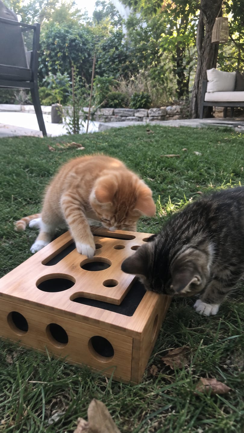 Customer photo review of SoftPaw™ Claw Care Box