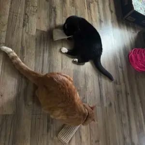 Customer photo review of Sollievo Dallo Stress Giocattolo Masticabile Catnip Organico