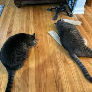 Customer photo review of Sollievo Dallo Stress Giocattolo Masticabile Catnip Organico