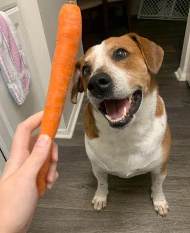 Customer photo review of Pawbooster | Spine & Disc Powder