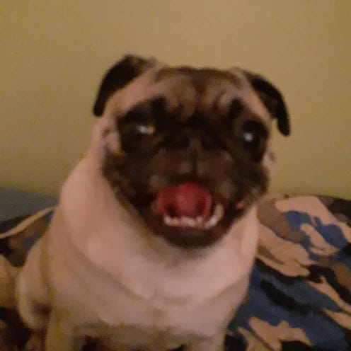 Customer photo review of Pawbooster | Spine & Disc Powder