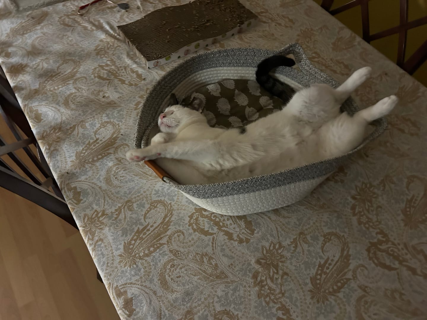 Customer photo review of Instinct Basket | Meet the first research-backed natural territory for indoor cats