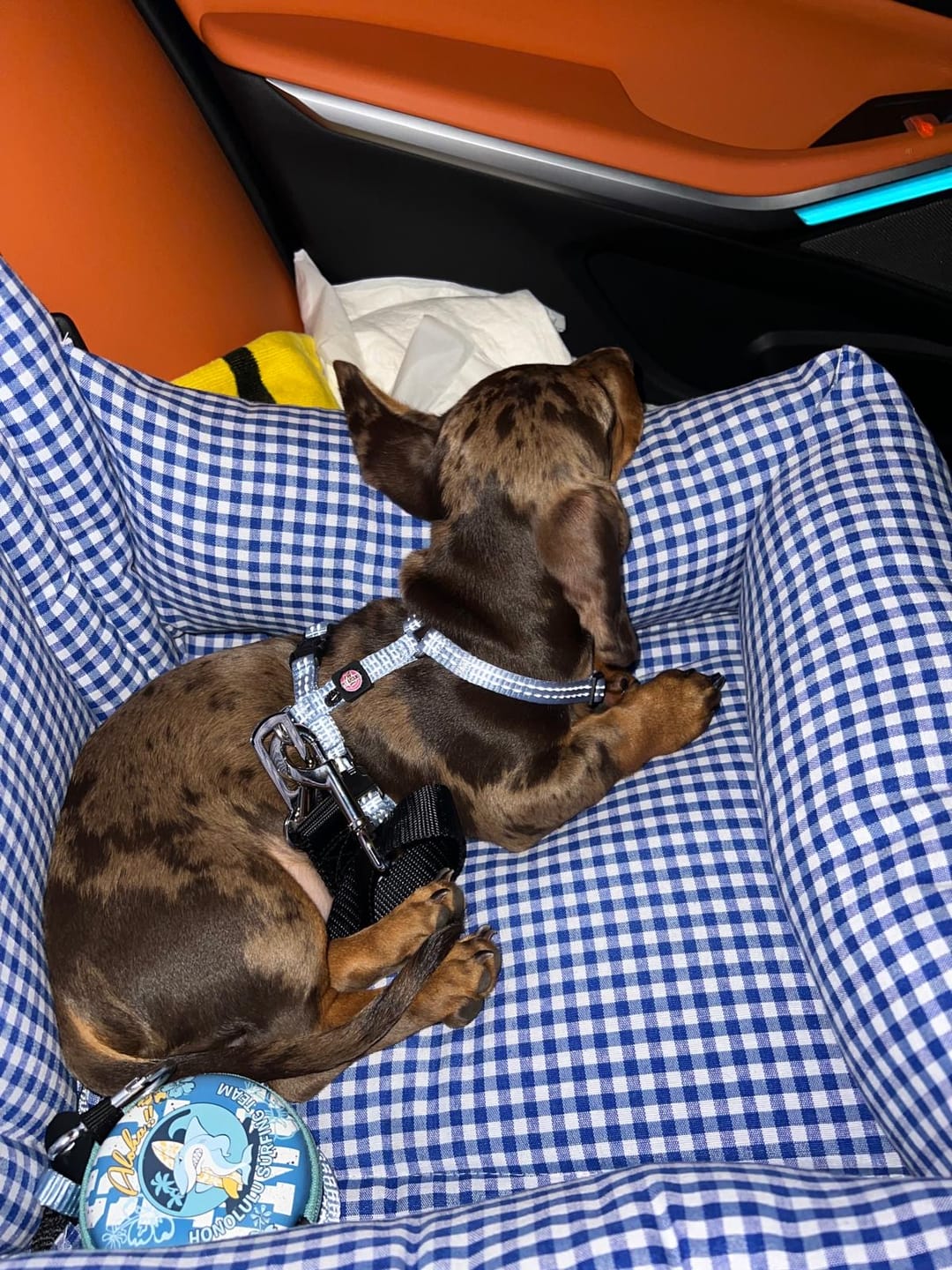 Customer photo review of Seggiolino Auto Cotone Vichy Bluette