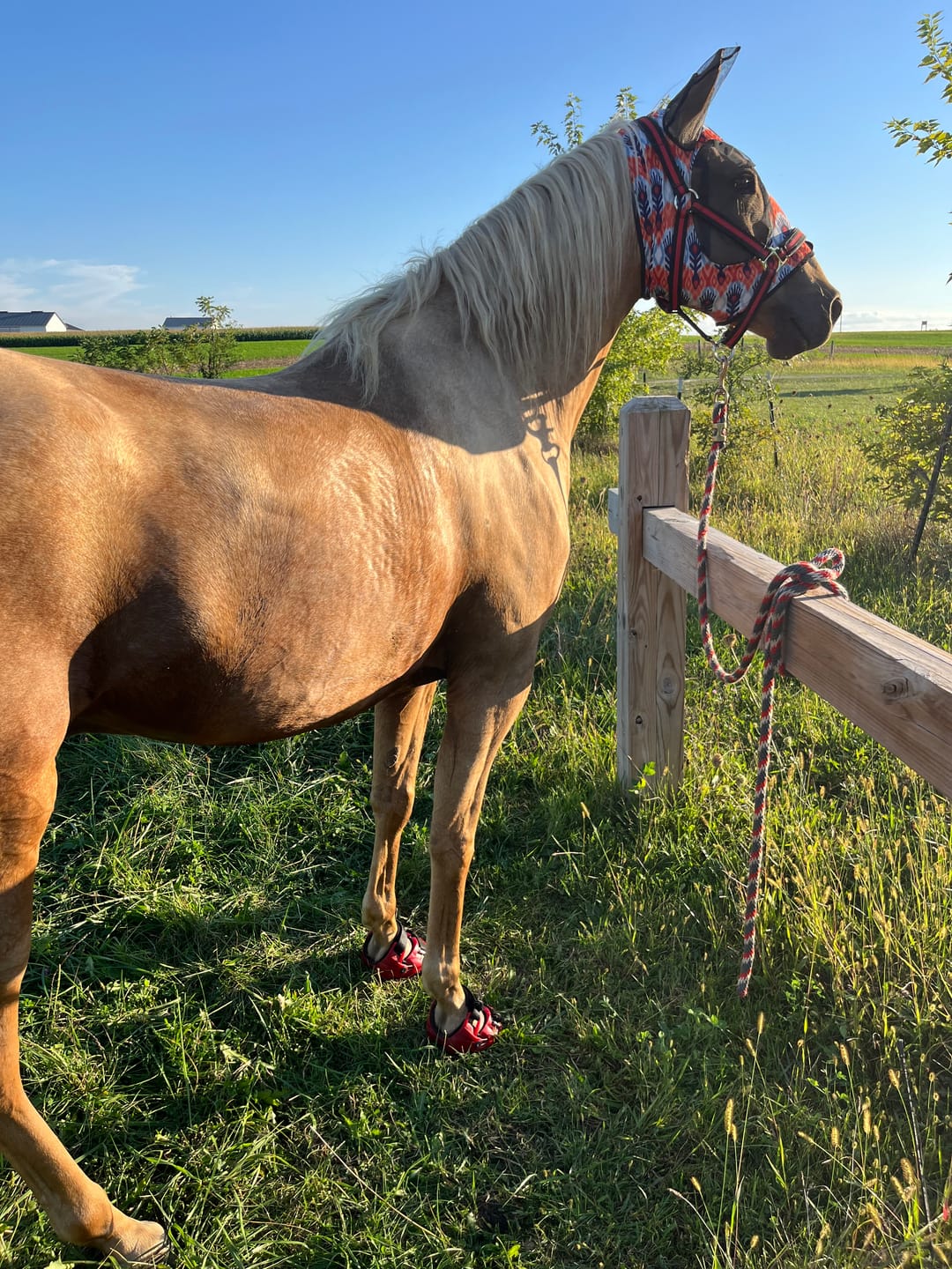 Customer photo review of Mystery Boot - Viper Hoof Boot ULTRA-BLEM Seconds